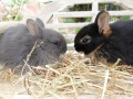 Détails : La petite ferme des Rossignols - Élevage familial de lapins