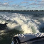 Croisiere Miami : Rencontrez les Dauphins