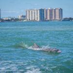 Croisiere Miami et rencontre avec les dauphins Miami