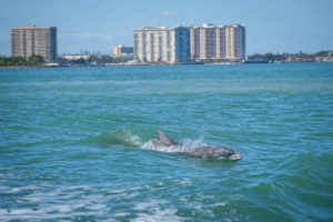 Croisiere Miami et rencontre avec les dauphins Miami